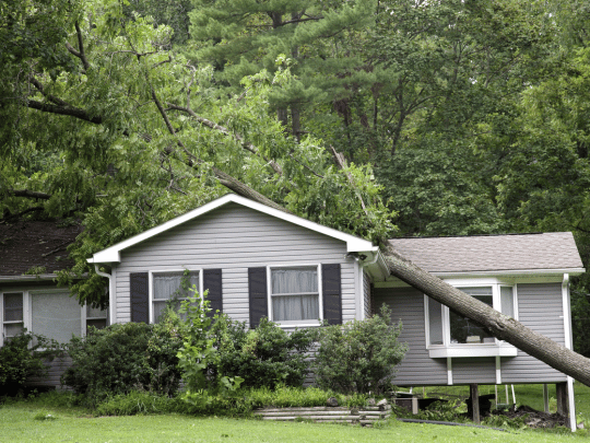 Emergency Tree Service