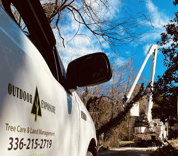 Tree Service in Salisbury